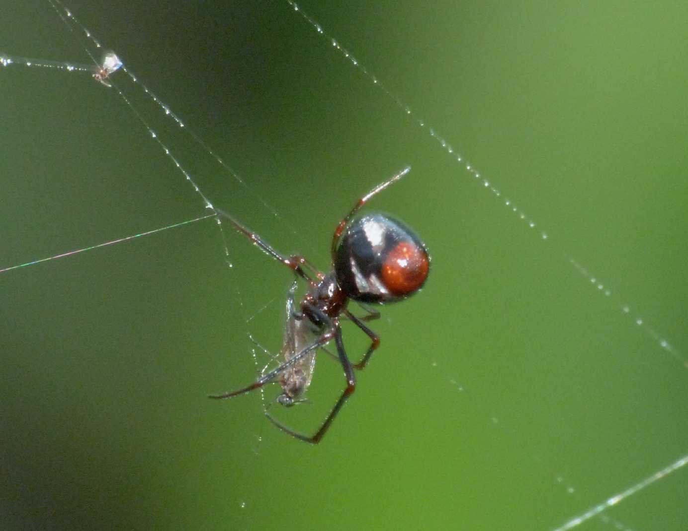 Argyrodes di colore insolito (con video)